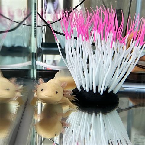 ピンクと白のイソギンチャク