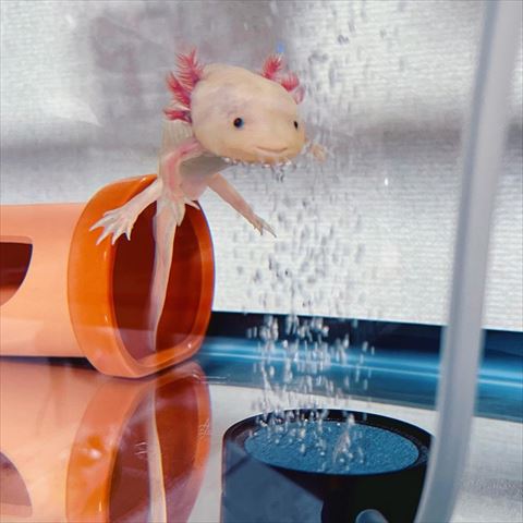 上の方に浮かび泡を浴びる