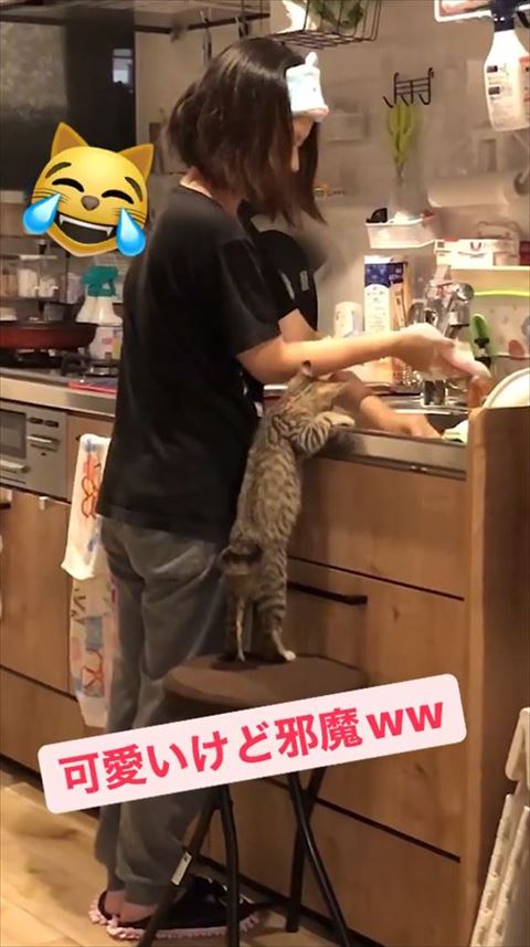 のぞく猫ちゃん