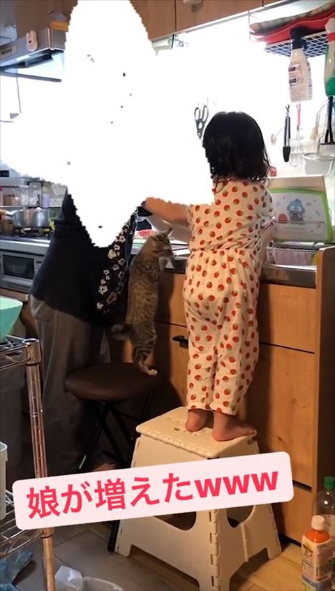 娘さんをのぞく猫