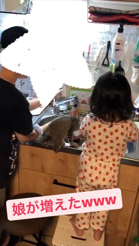 流しに登る猫ちゃん