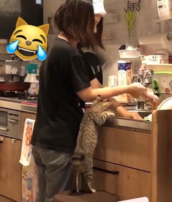 のぞく猫ちゃん