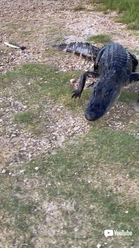 魚を無視するワニ