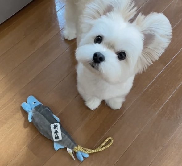 物々交換を提案しているワンコの拡大