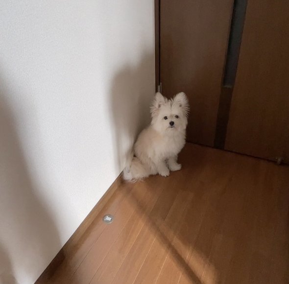 外出を阻止する犬