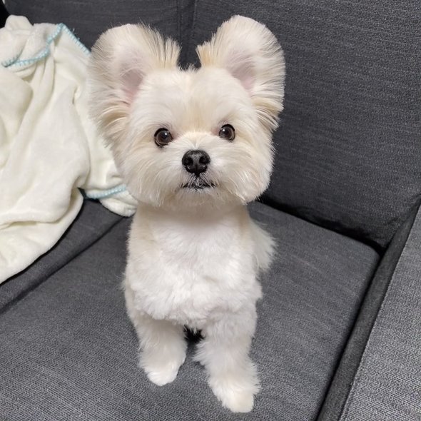 トリミング後の犬