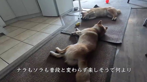 お母さんとお留守番