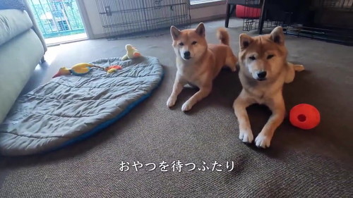 おやつを待つふたり