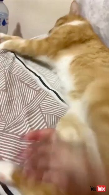 キックする猫