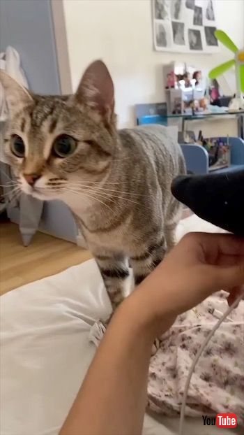 フェースマスクに驚く猫