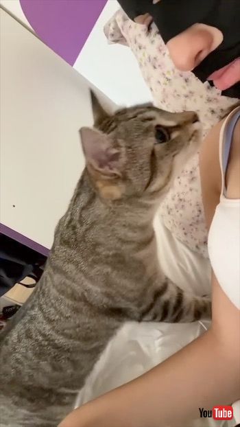 フェースマスクに驚く猫