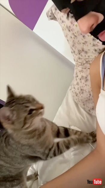 フェースマスクに驚く猫