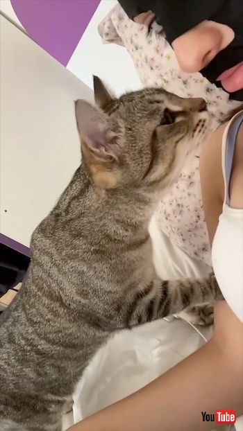 フェースマスクに驚く猫