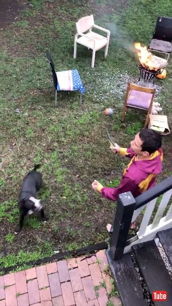 とってこいをする犬たち