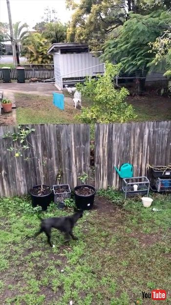 とってこいをする犬たち