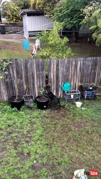 とってこいをする犬たち