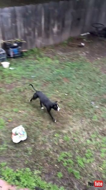 とってこいをする犬たち