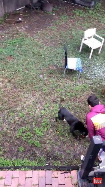 とってこいをする犬たち