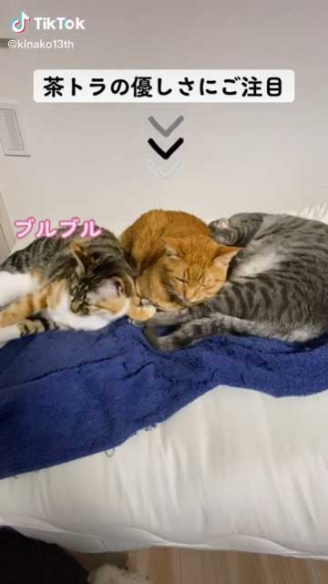 他の猫に挟まれる猫