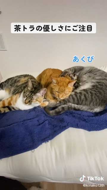 くつろぐ2匹の猫