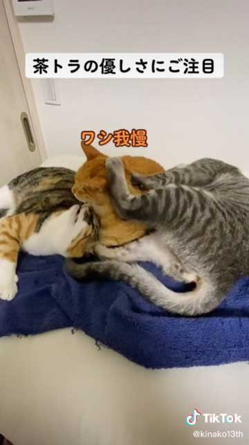 優しい猫