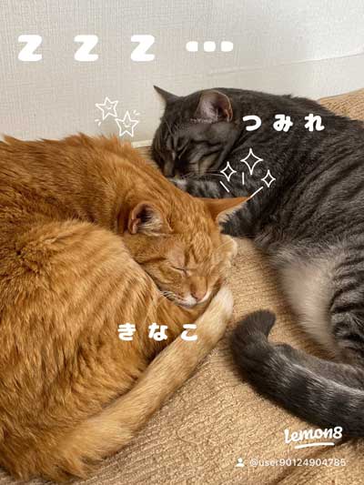 寄り添う猫