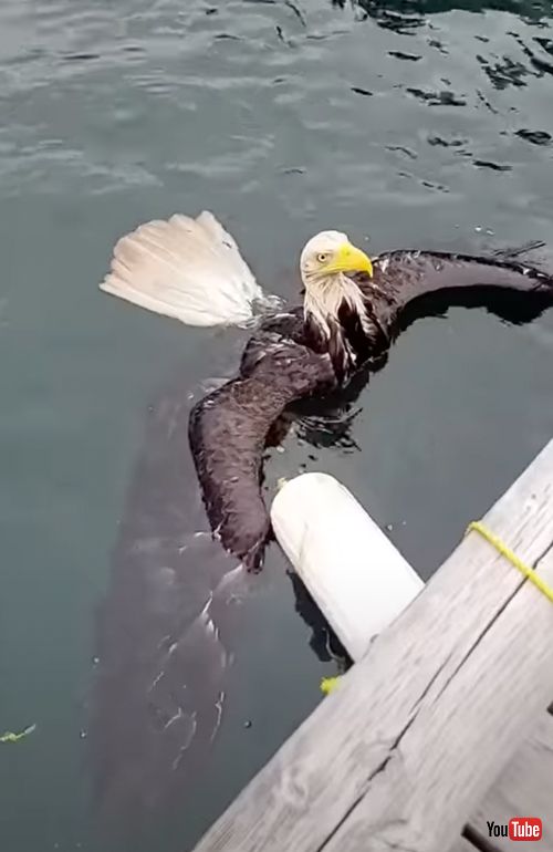 ハクトウワシを救出