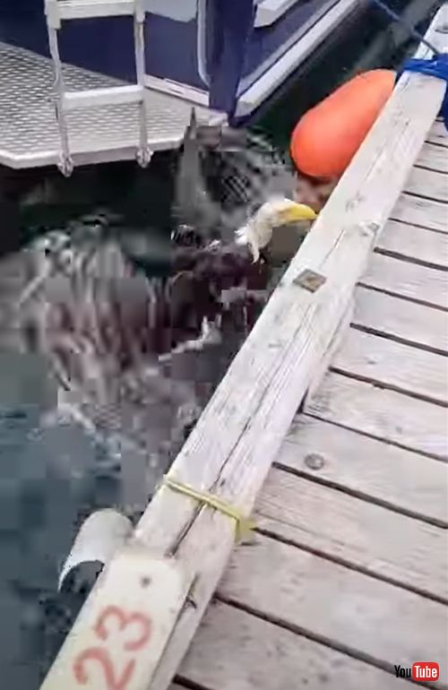 ハクトウワシを救出