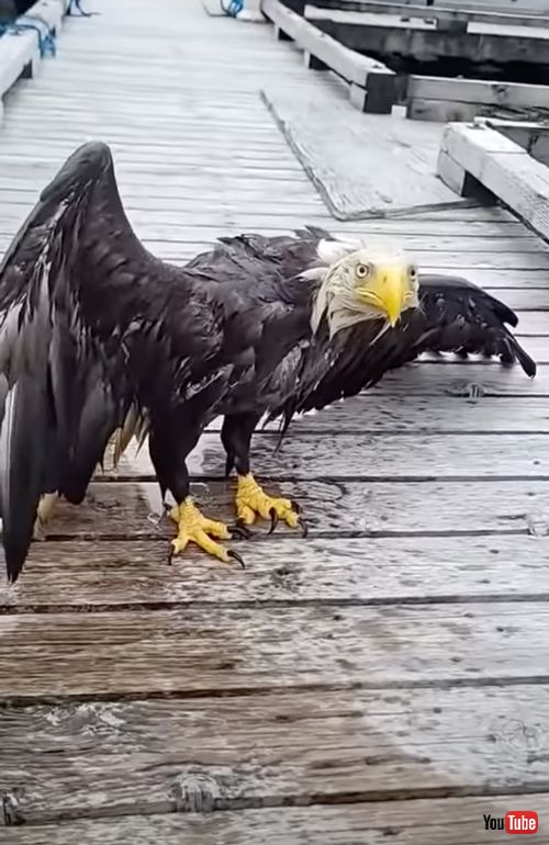 ハクトウワシを救出