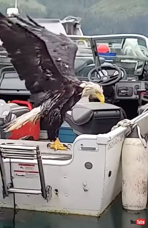 ハクトウワシを救出