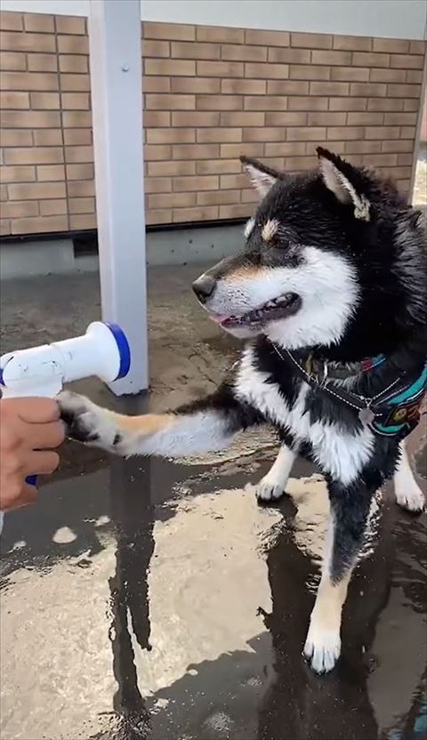 右前足をそえる