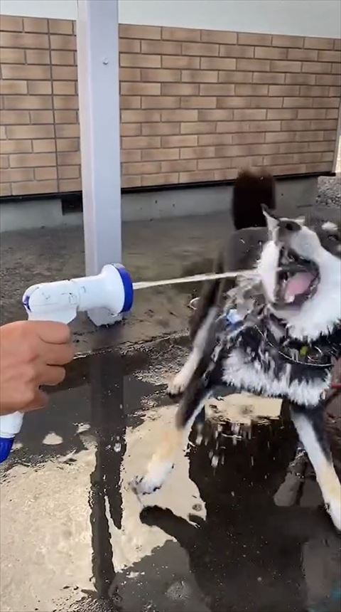 大きく口をあけて水飲む