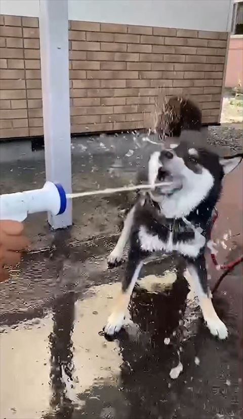 少し口をあけて水飲む