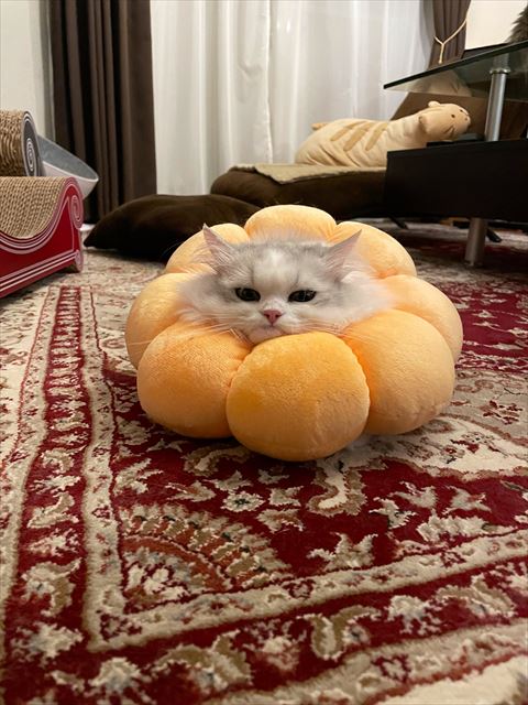 オススメ