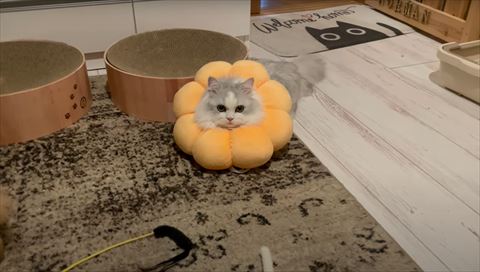 飼い主さんを見つめる