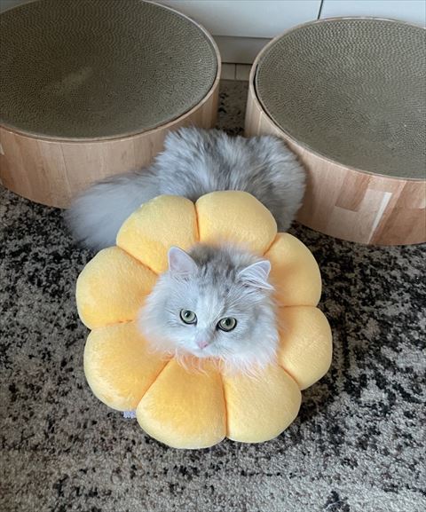 爪とぎの前にいる