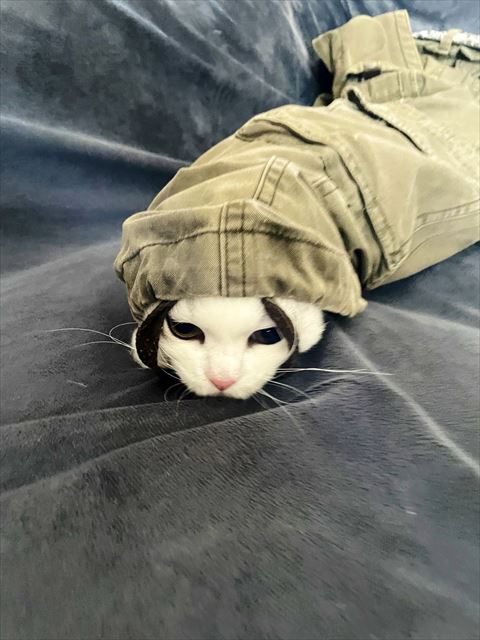 ズボンの中にいる