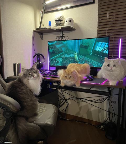 デスクに集まるにゃんず