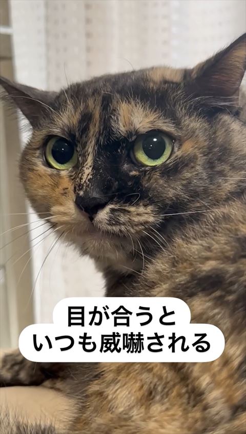 真顔の猫ちゃん