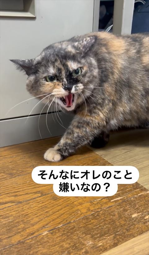 そんなにキライなのテロップ