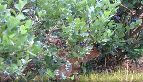 匂いをかぐエゾユキウサギさん