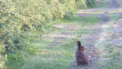 ウサギ後ろ姿
