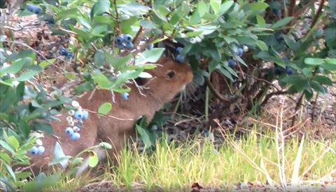 少し白目が見えてるエゾユキウサギ