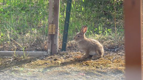 遠くを見るウサギ体全体