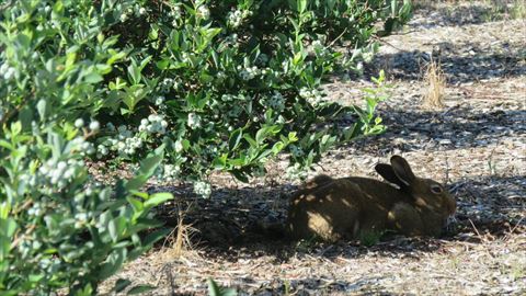 木陰で涼むウサギ