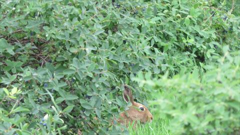 草むらの中にウサギの頭