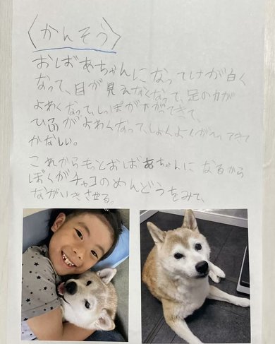 愛犬の自由研究