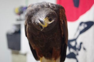 首傾げキールくん