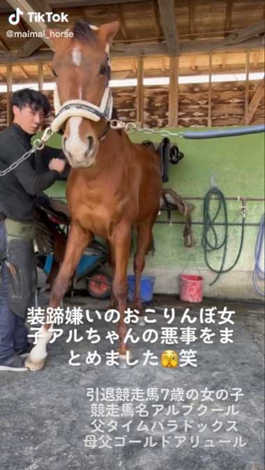 イタズラする馬