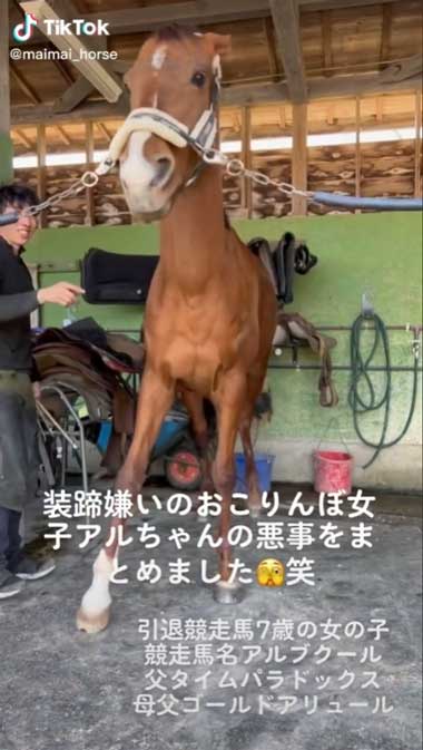 馬に優しい装蹄師